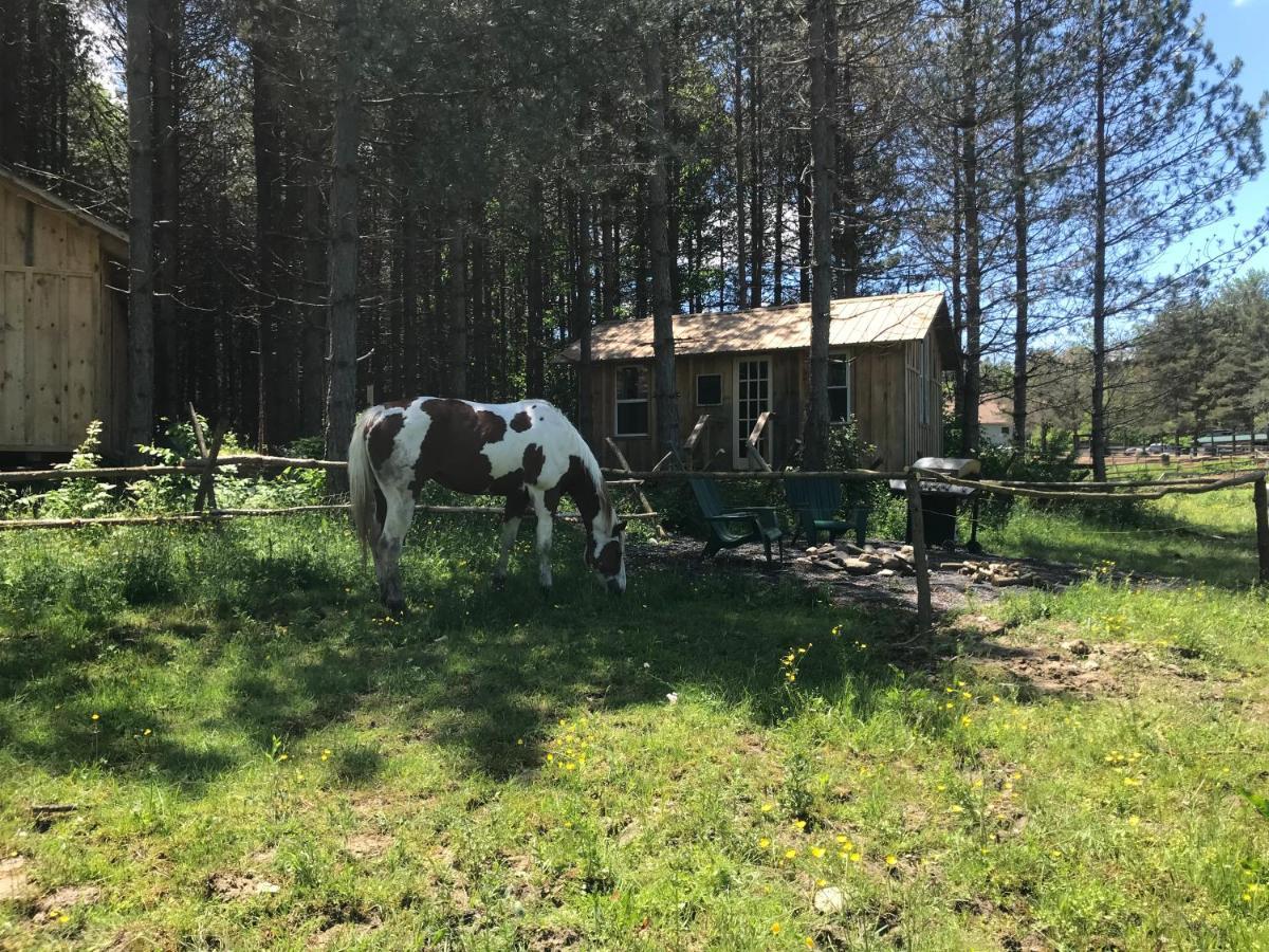 D & K Ranch “Max'S Cabin” Interlaken 外观 照片
